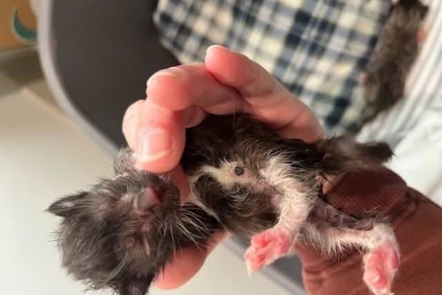 hills cat rescue neonatal kittens found riverstone