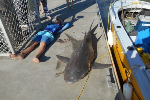 Jake got nice and close on land to show how big the shark was. 