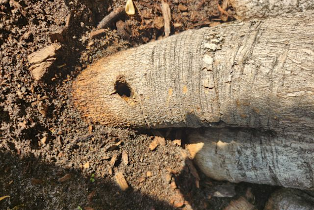 Balmoral fig trees drilled and poisoned.