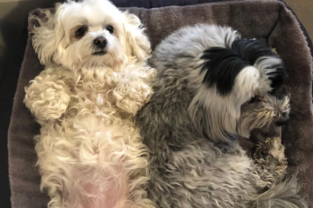 Robbie Williams and Ayda Field mourn the loss of their dogs