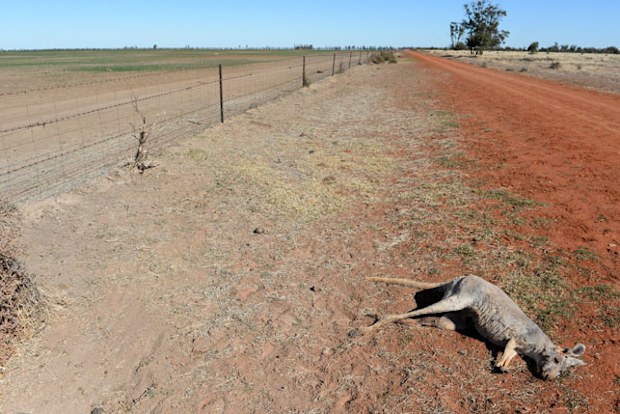 Many animals are struggling to find food and water.