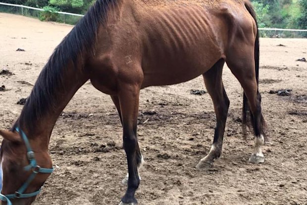 One of the horses seized by the RSPCA from the Misty Ridge Equestrian Centre. (Supplied)