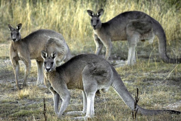 Experts are concerned a cull will decimate roo populations as they're already under stress.