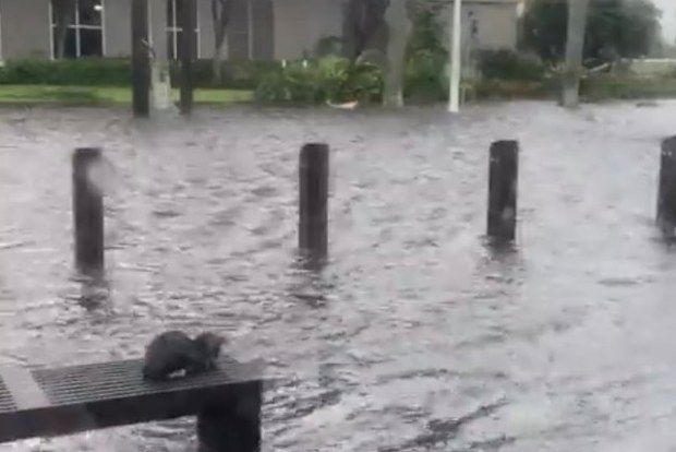Hurricane Ian kitten rescue