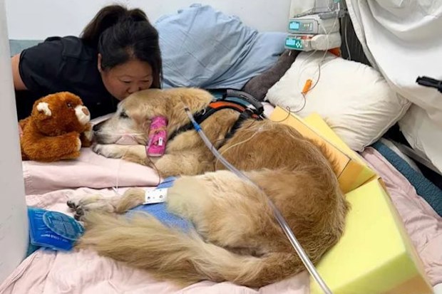 RecipeTin Eats Golden retriever Dozer hospitalised at SASH animal hospital