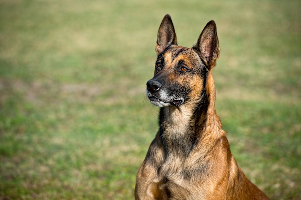Portrait of Belgian shepherd malinois