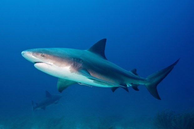 BULL SHARK, Carcharhinus leucas, Carcharhinidae, Bahamas, The Caribbean