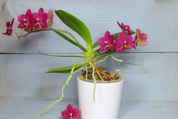Mini phalaenopsis indoor plant