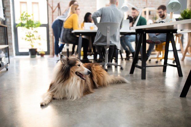 Pet-friendly office