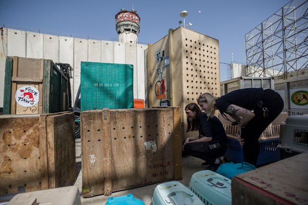 The group evacuated dozens of animals languishing in a ramshackle Gaza zoo Sunday to sanctuaries abroad. (AP Photo/Tsafrir Abayov)