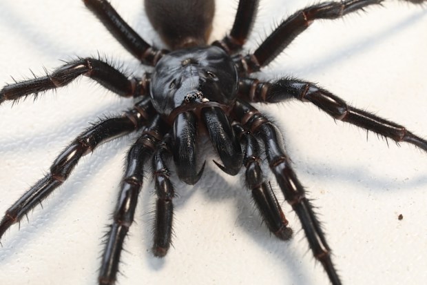Funnel-web spider