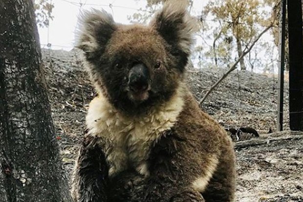 More than 60,000 koalas were impacted in the bushfire crisis. 