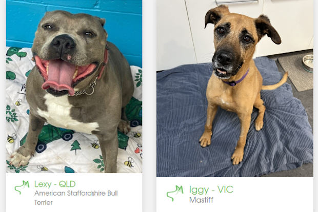 Senior pets like Lexy and Iggy are great to adopt because they're already well-trained and socialised.