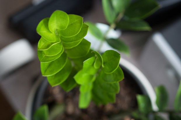 zanzibar gem plant
