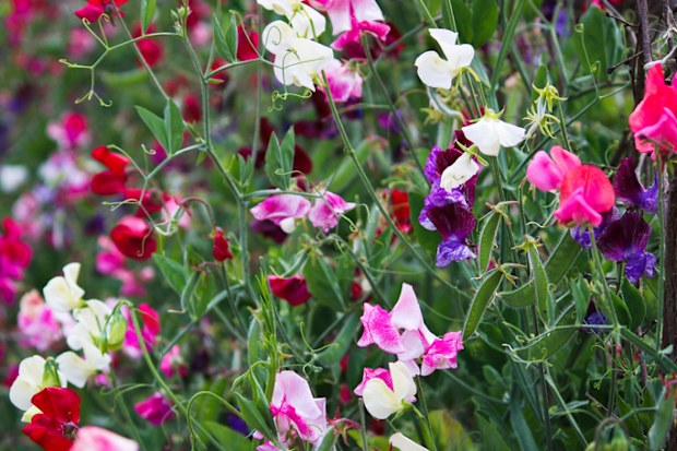 multicolored blooming sweet peas - Cornwall, UK
