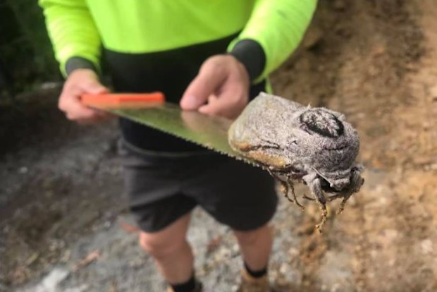Giant moth found at Mount Cotton State School