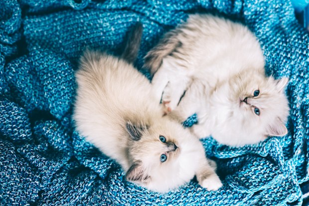 Two Ragdoll cats