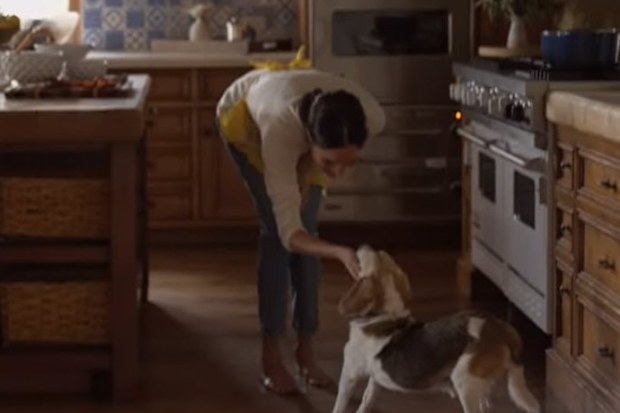 meghan markle rescue dog beagle guy tribute video instagram