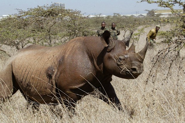 Black rhinos are critically endangered and vulnerable to extinction. 