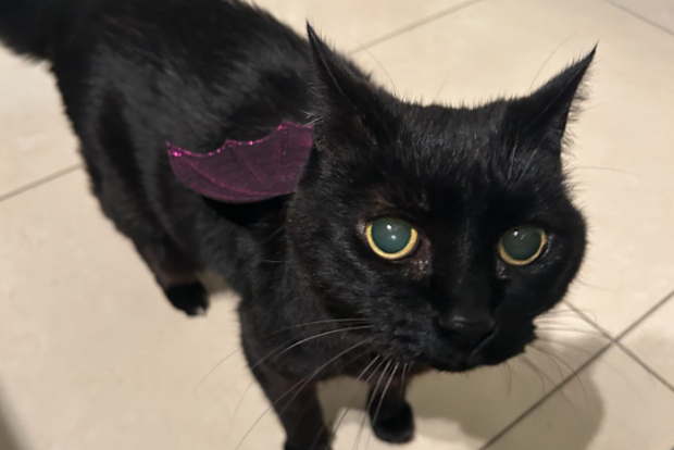 When Sarah's cat went missing, and she received a message from somebody claiming to have seen her, But the Sydney woman was shocked to discover the person was trying to scam her.They had created photos of her cat, using AI, and were demanding money.