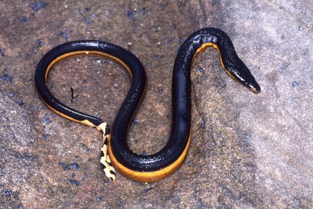 Yellow-bellied Sea Snake