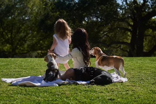 meghan markle rescue dog beagle guy tribute video instagram