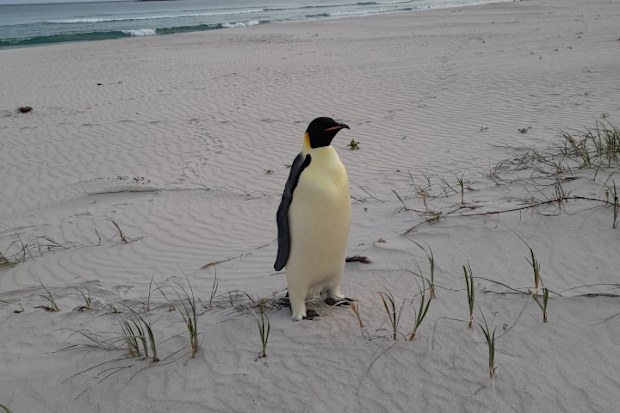 Emperor penguin found in Denmark, WA on November 1, 2024