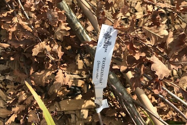 The tree Tony Abbott planted at a memorial garden dedicated to former prime ministers has been vandalised for the second time as the local council looks to heighten security.