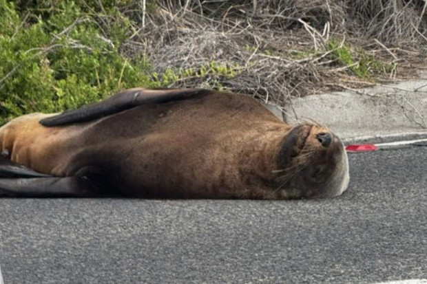 Sammy the seal blocks traffic in Mornington Peninsula