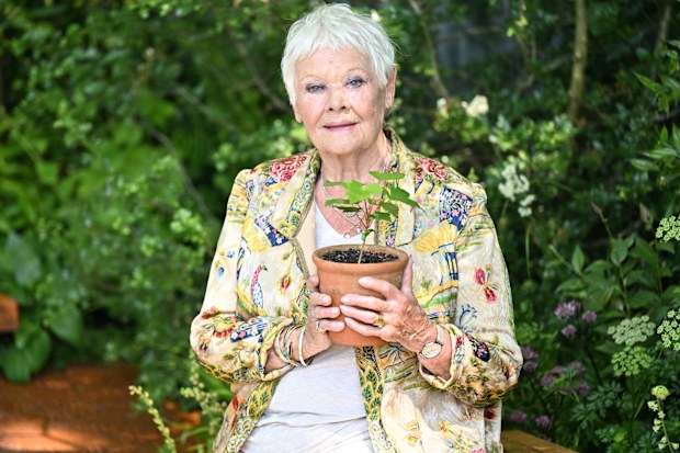 LONDON, ENGLAND - MAY 20: Dame Judi Dench attends The RHS Chelsea Flower Show at Royal Hospital Chelsea on May 20, 2024 in London, England. All the main garden categories return to the Royal Hospital Chelsea this year.  The Show Gardens along Main Avenue, Sanctuary and Feature Gardens explore themes through horticulture, while the All About Plants area in the Floral Marquee focuses on planting. This year is billed as the most sustainable to date. (Photo by Jeff Spicer/Getty Images)