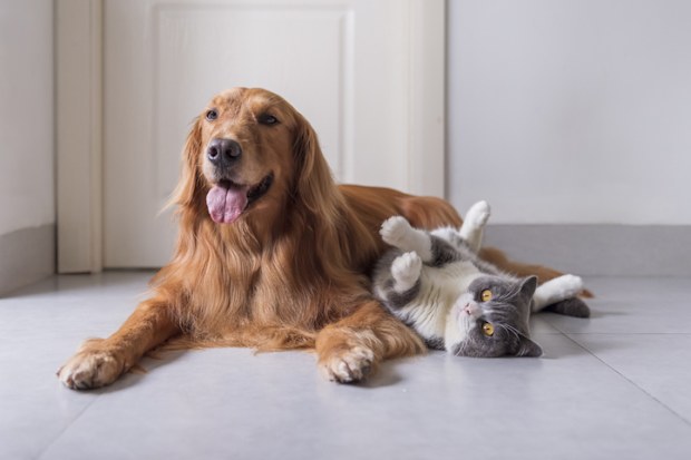 British shorthair and golden retriever friendly