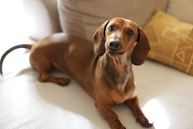 Dachshund