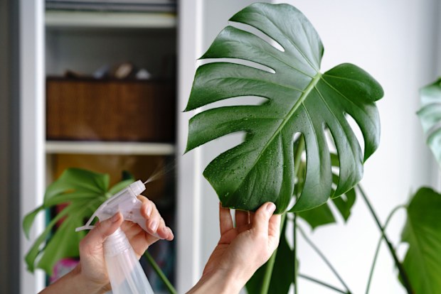 Woman spraying Monstera houseplant, moisturizes leaves during the heating season at home. Greenery at home. Love of plants, hobby. Indoor cozy garden.
