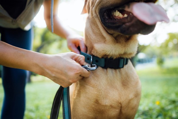 Close up of a female pet owner putting a harness on her pet dog, buckles the strap outdoor in park, getting ready for a walk, dog walk
