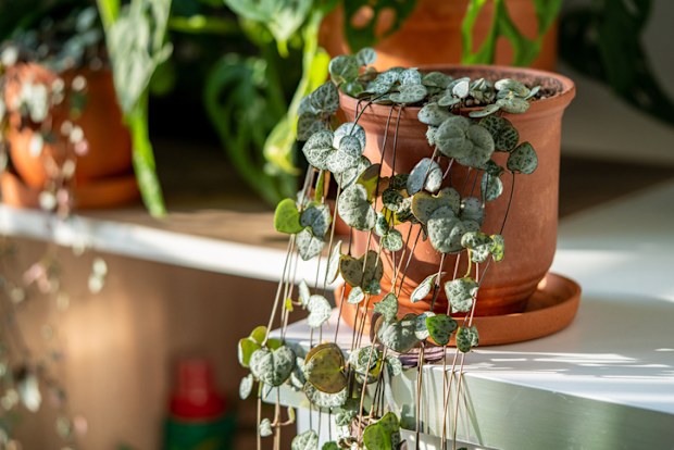 String of hearts indoor plant