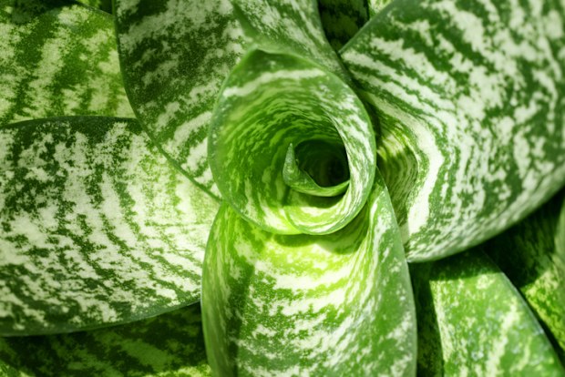 Sansevieria trifasciata Hahnii 