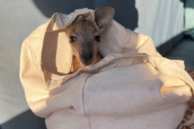 The joey was kept safe tucked in a pillow case.
