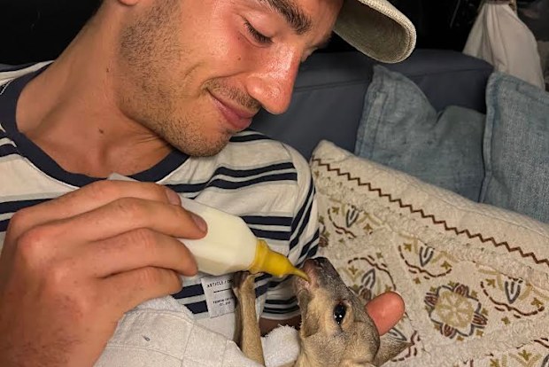 Sean O'Sullivan feeding the joey.