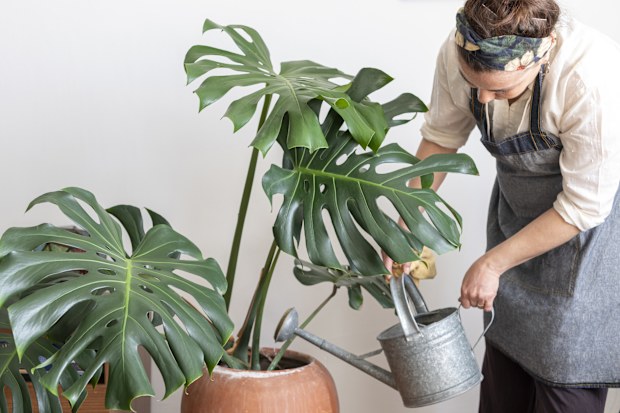 indoor plants