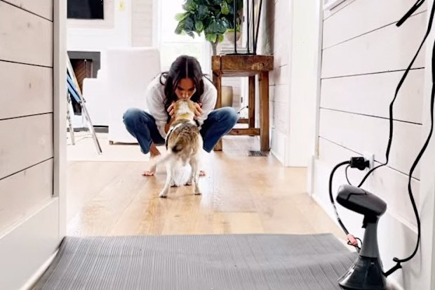 meghan markle rescue dog beagle guy tribute video instagram