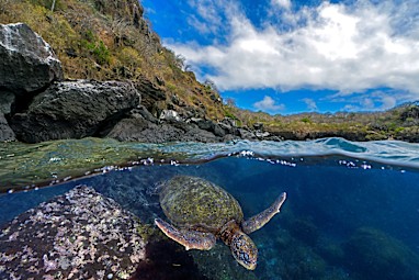 A foraging turtle