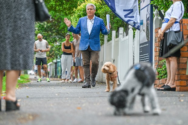 Two dogs at an auction in Sydney.