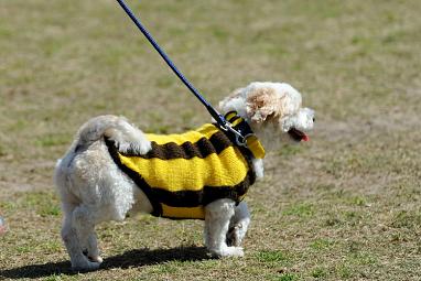 Even pet pooches came decked out in the famous colours.