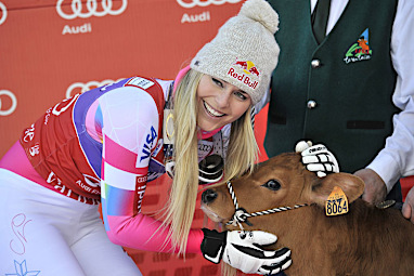 It's not known whether this cow join the Austrian herd or return to the US. (Getty)