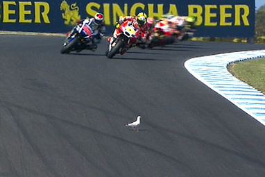 The early laps of the race were marred by a mid-air collision with a seagull.