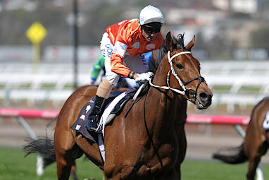 Who Shot The Barman (Blake Shinn/Waller) Barrier 6. 54.5kg. Win/place:$19/$5.50.