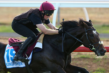 Kingfisher (Colm O'donoghue/Aidan O'brien) Barrier 9. 53kg. Win/place: $41/$11.