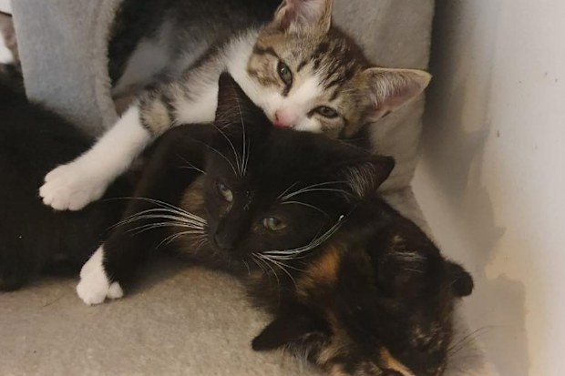 abandoned and dumped kittens hills cat rescue 