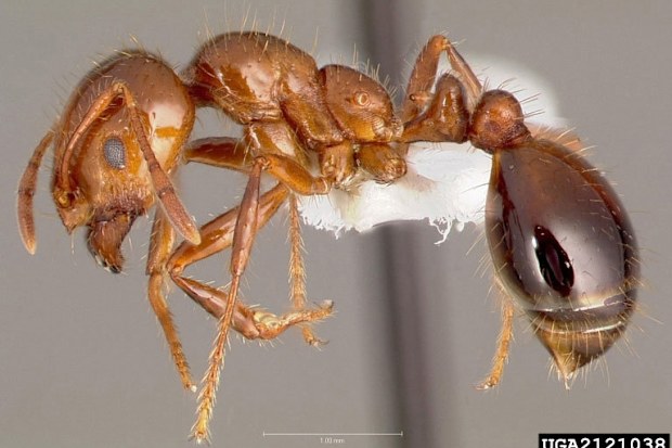 The body of a preserved fire ant.