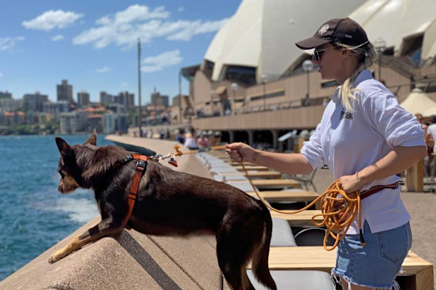 Dogs patrol Opera Bar to scare off seagulls